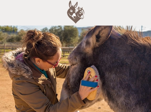Donkey Sanctuaries